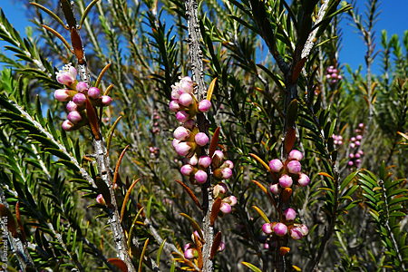 Melaleuca oxyphylla bud DEM8059 Pinkawillinee CP